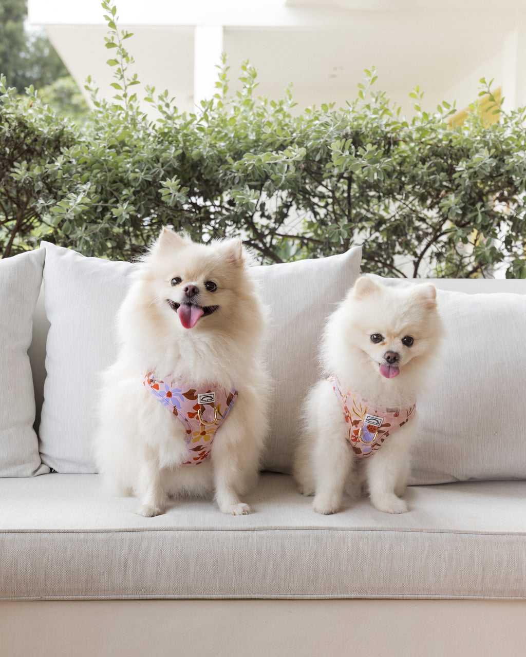 Two white pomeranians in summer lurving adjustable harness front view