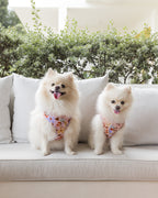 Two white pomeranians in summer lurving adjustable harness front view