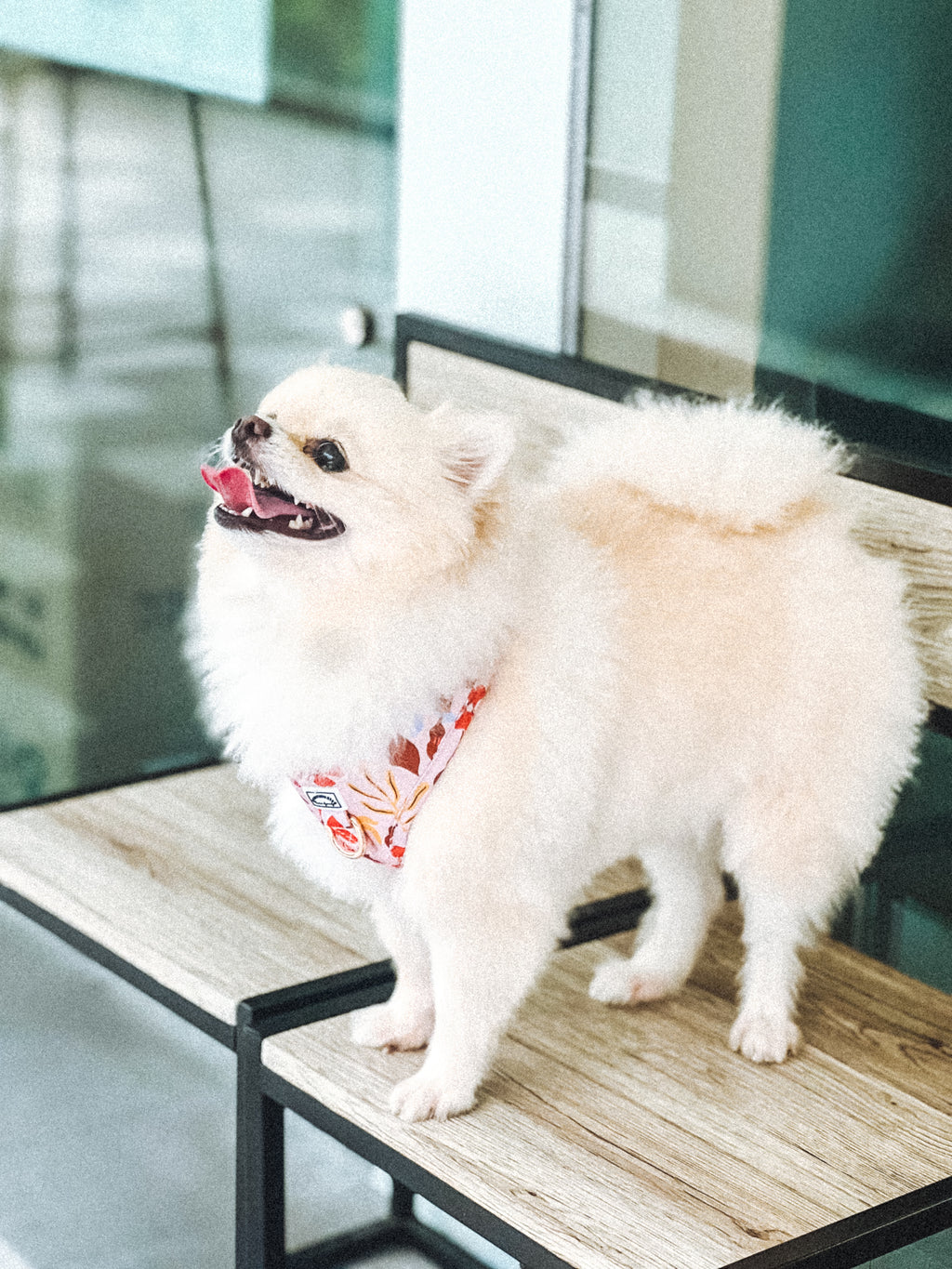Small white Pomeranian dog with summer lurving floral adjustable harness standing on a wooden table.