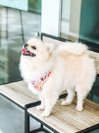 Small white Pomeranian dog with summer lurving floral adjustable harness standing on a wooden table.