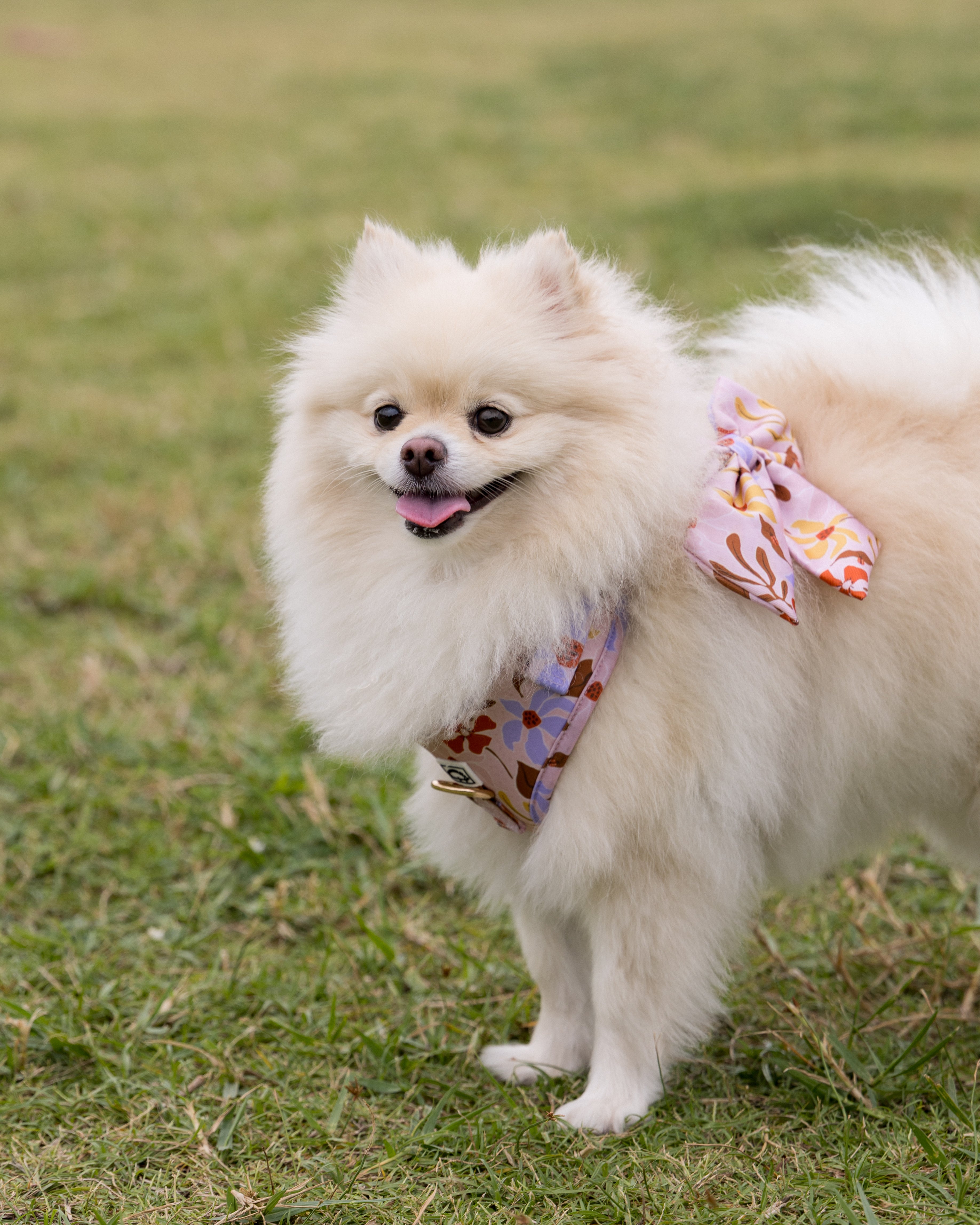 Small white Pomeranian dog with summer lurving harness with a bow standing on grass