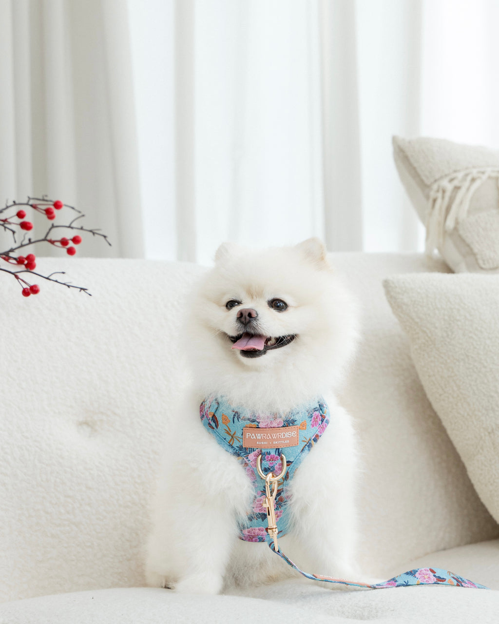 White Pomeranian dog wearing laguna tropical floral harness on a white couch with a white curtain background
