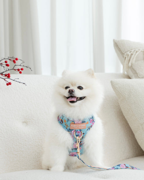 White Pomeranian dog wearing laguna tropical harness on a white couch with a white curtain background