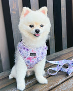 White fluffy Pomeranian dog wearing whimsical floral purple adjustable harness with leash attached at the back. 