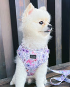 White fluffy Pomeranian dog wearing whimsical floral purple adjustable harness with leash attached at the back. 