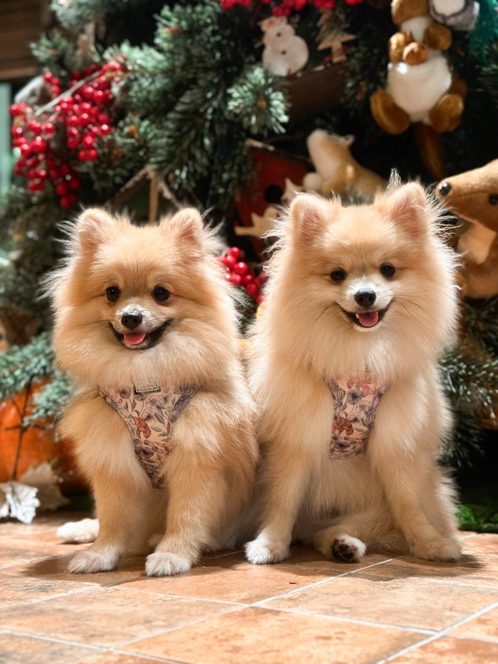 Two small fluffy Pomeranians white dogs wearing matching Whimsical floral harnesses, sitting on a floor in front of a Christmas tree and gifts.