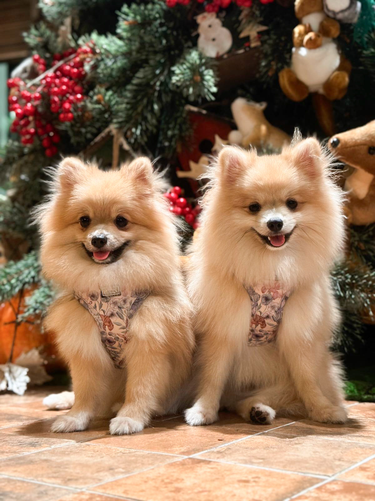 Two small fluffy Pomeranians white dogs wearing matching Whimsical floral harnesses, sitting on a floor in front of a Christmas tree and gifts.