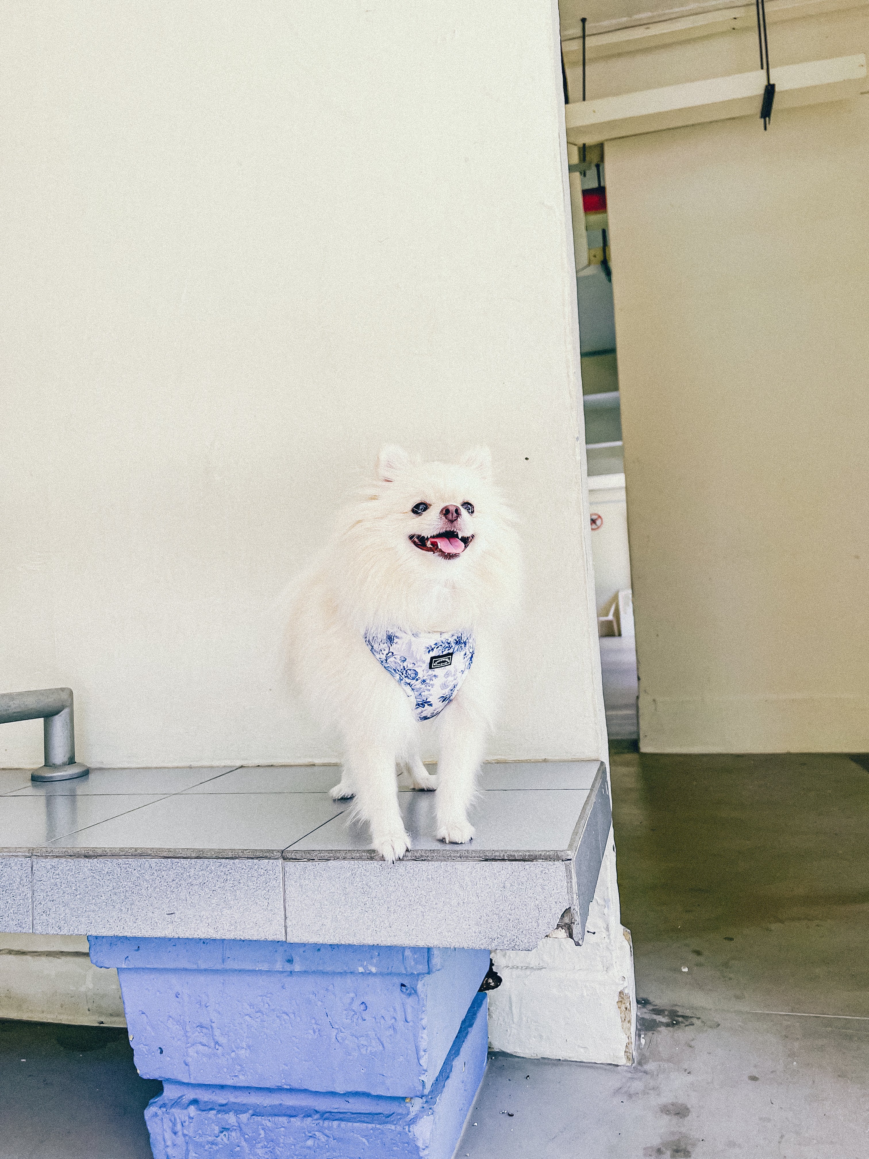 White fluffy pomeranian wearing enchanted blue floral adjustable harness, showing the front floral print of the harness