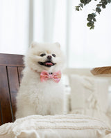 Blush Bloom Bow Tie