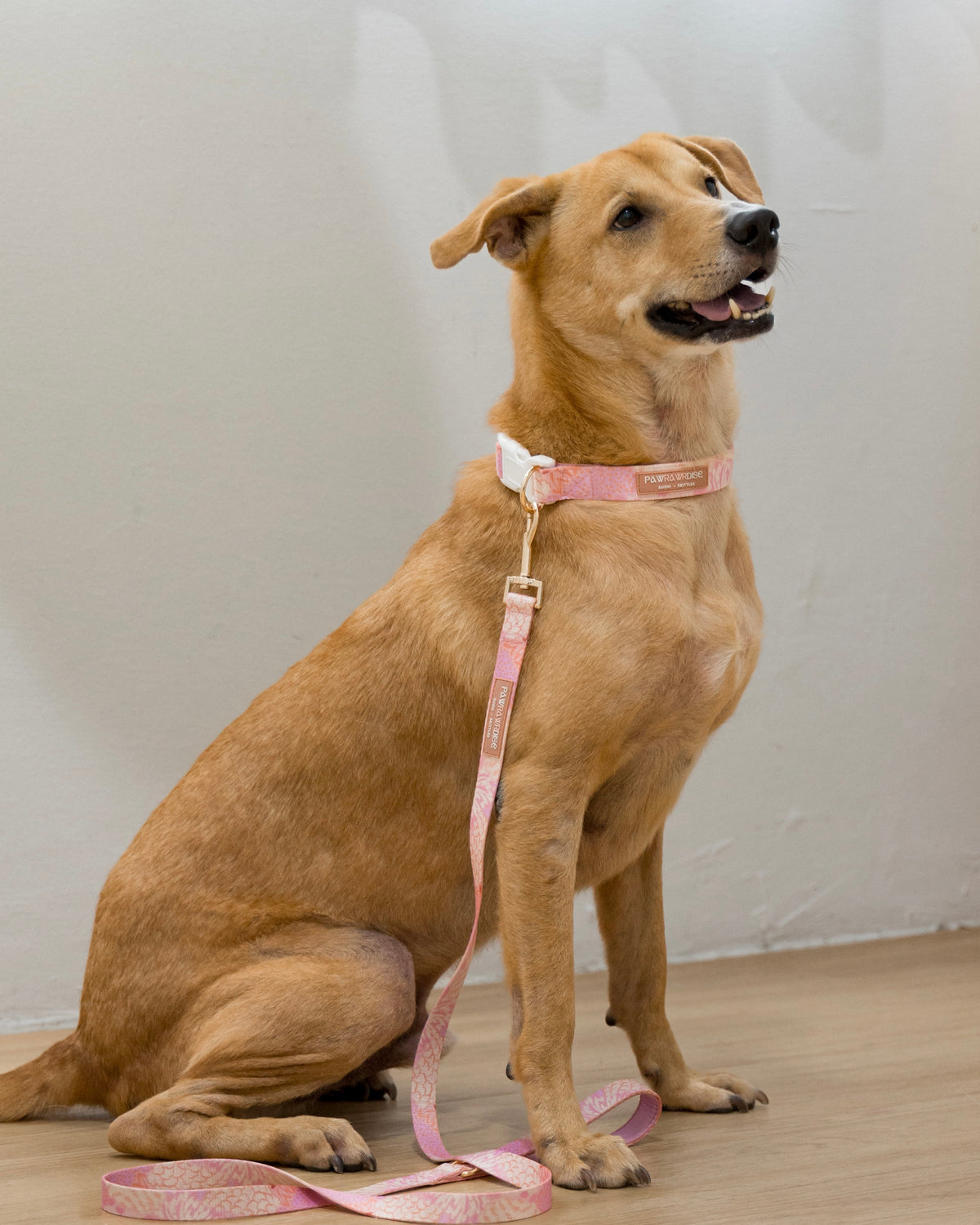 Blush Bloom coordinated pet accessories with a soft floral design
