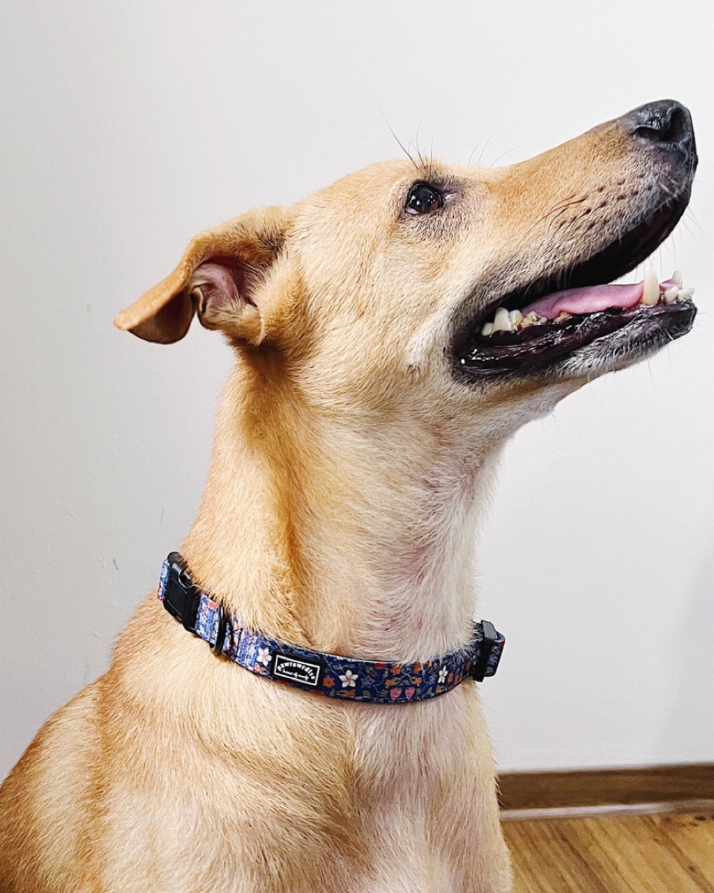 Caddy Batik Dog Collar: adjustable dog collar with buckle, leash ring and heritage-inspired batik print