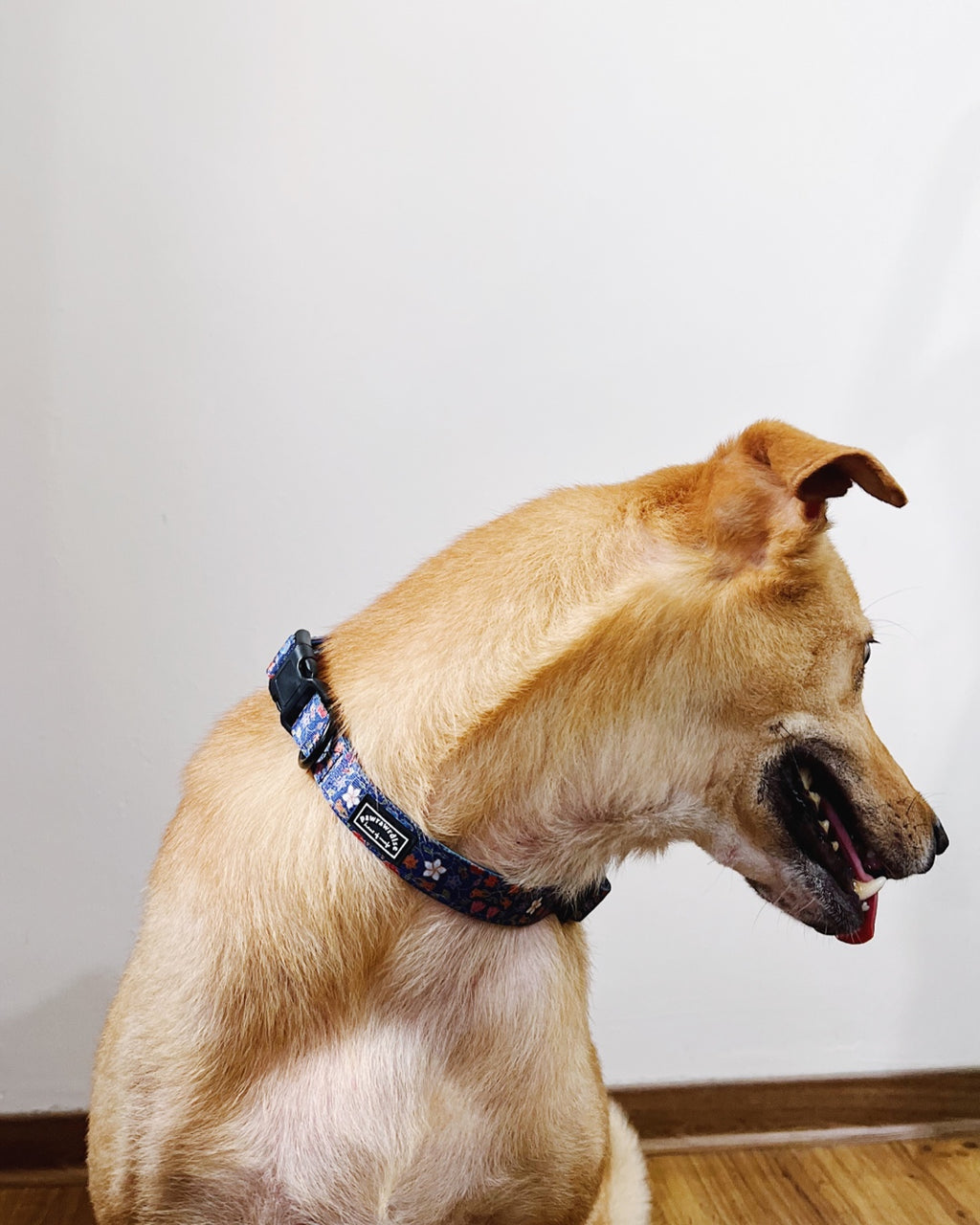 Caddy Batik Dog Collar: adjustable dog collar with buckle, leash ring and heritage-inspired batik print