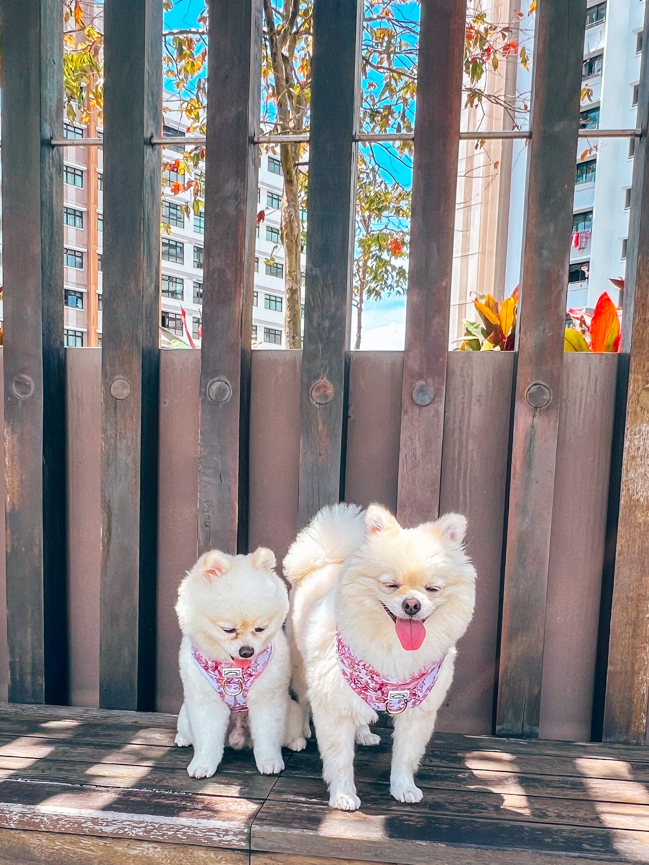 Adjustable chest and neck straps City of Love pet harness top view