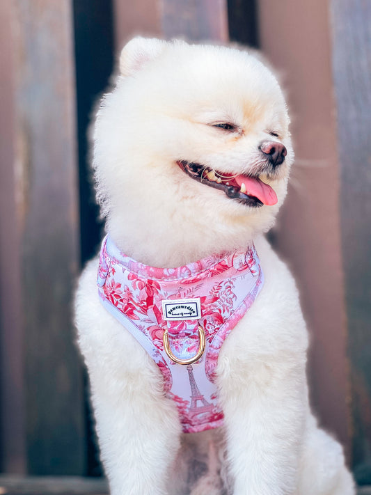 A white dog wearing a pink adjustable harness with an Eiffel tower and floral pattern and a buckle at the chest.