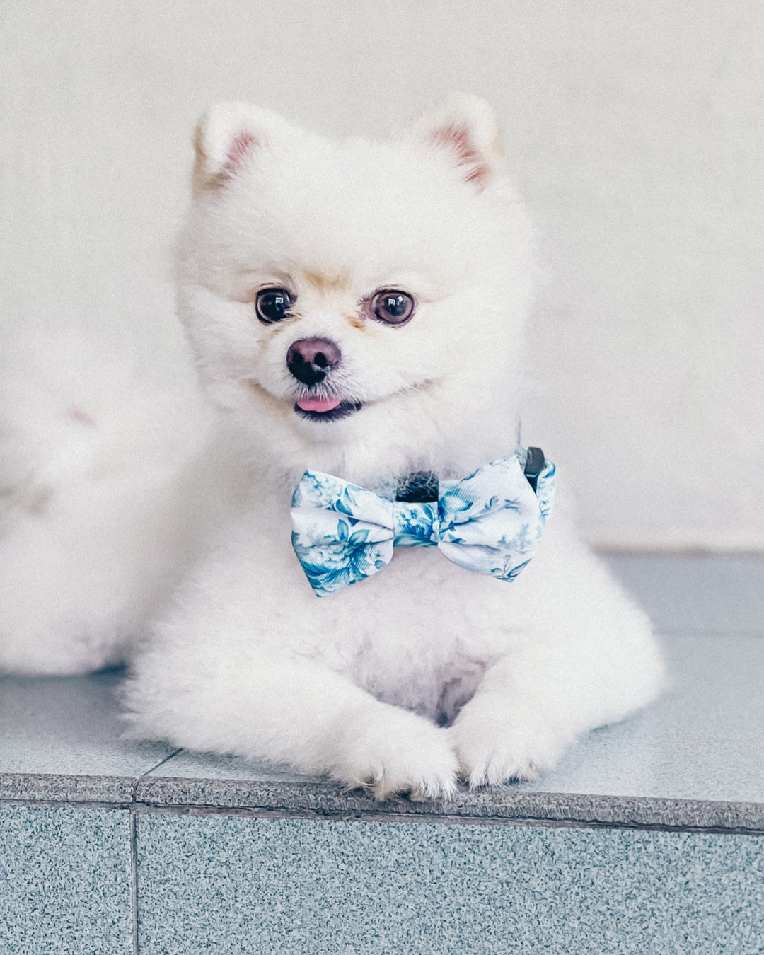 Enchanted Bow: decorative pet bow in blue-and-white floral print