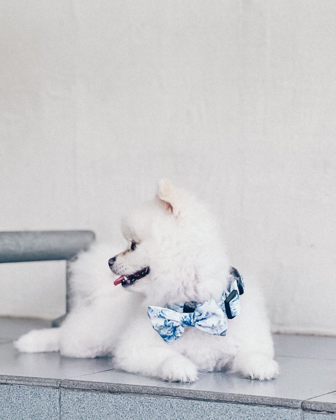 Enchanted Bow: decorative pet bow in blue-and-white floral print