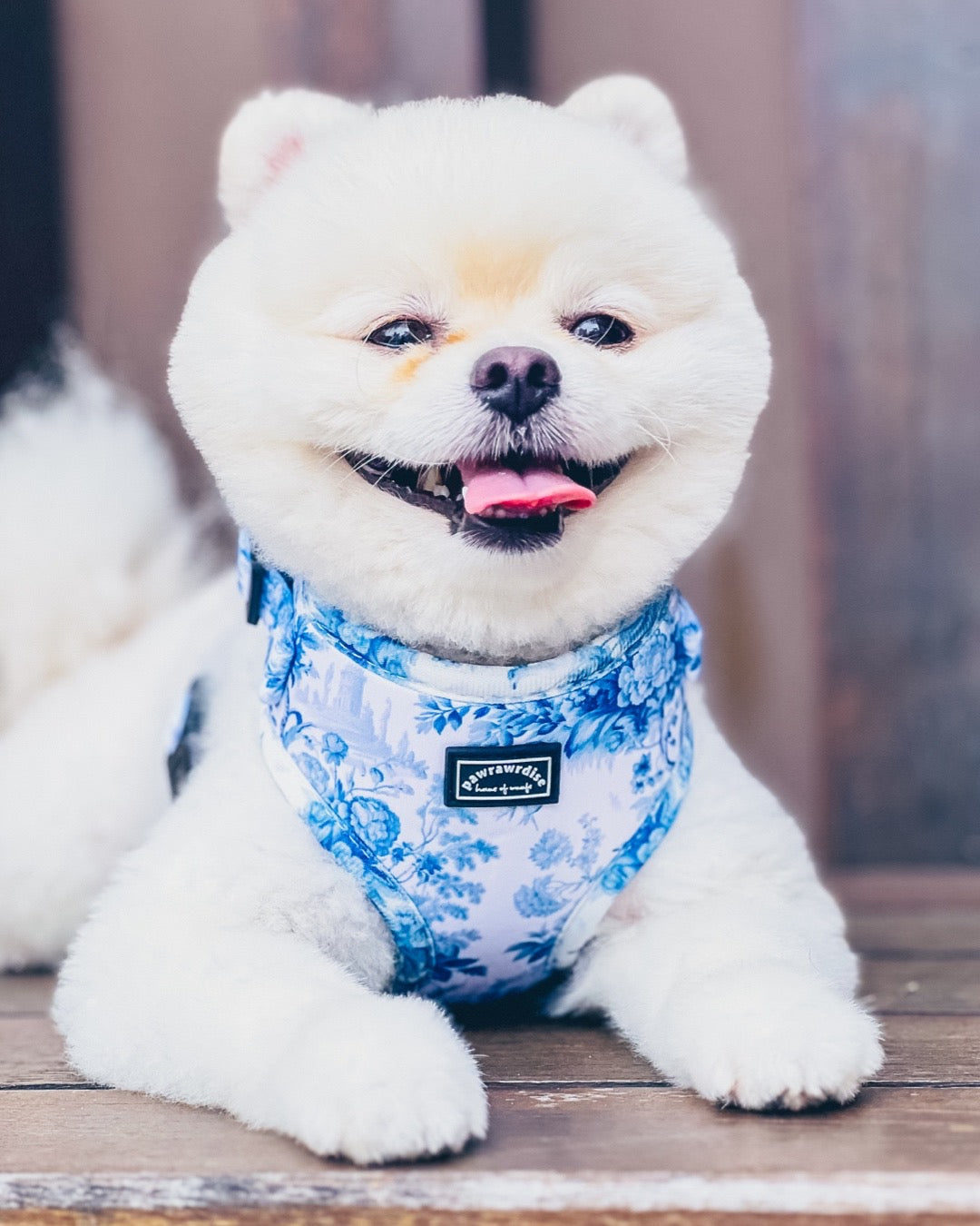White Pomeranian dog lying down on a wooden bench, wearing adjustable harness in blue toile de jouy print showing the front design 