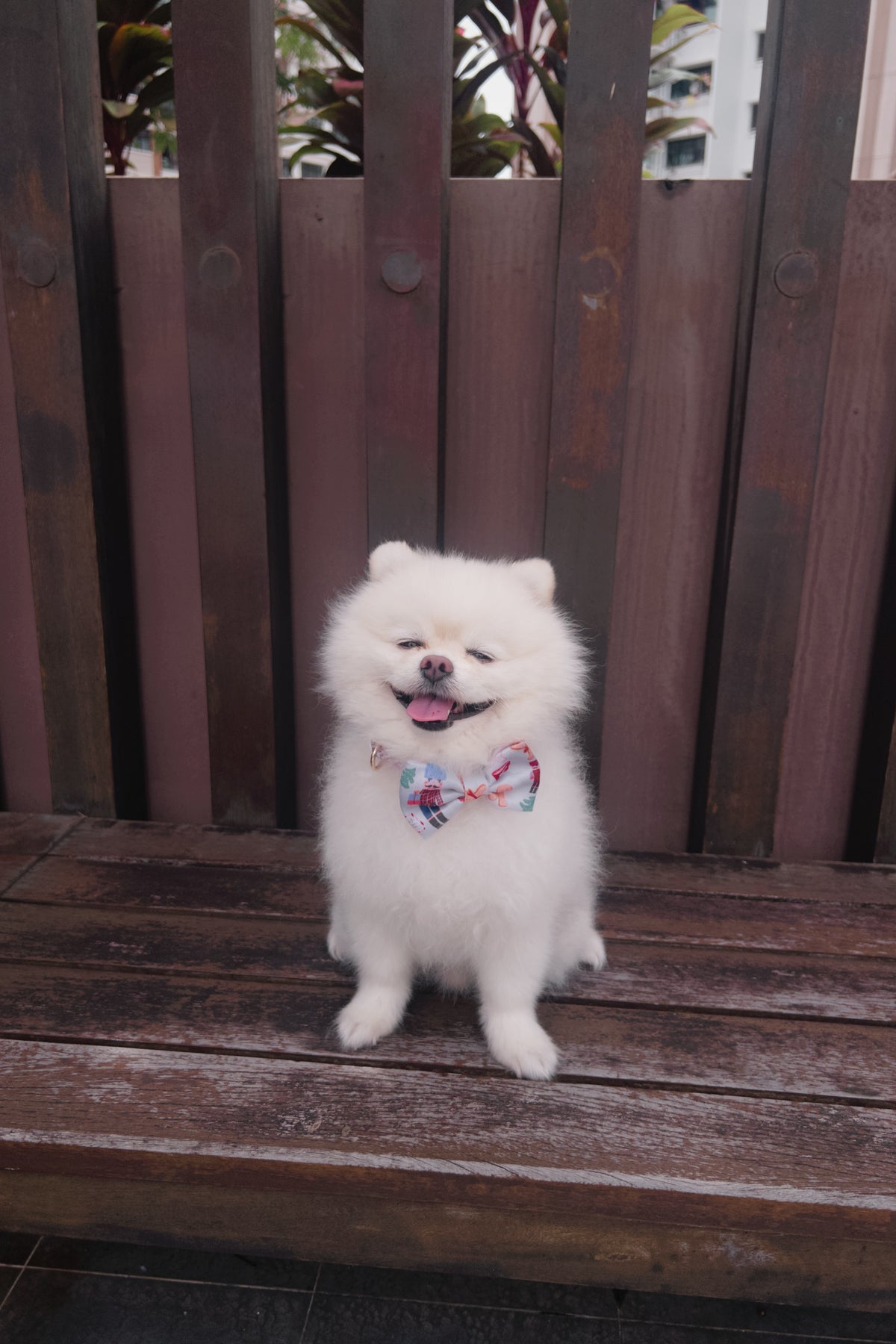 Noel's Tradition Bow Tie – decorative pet bow in a festive print
