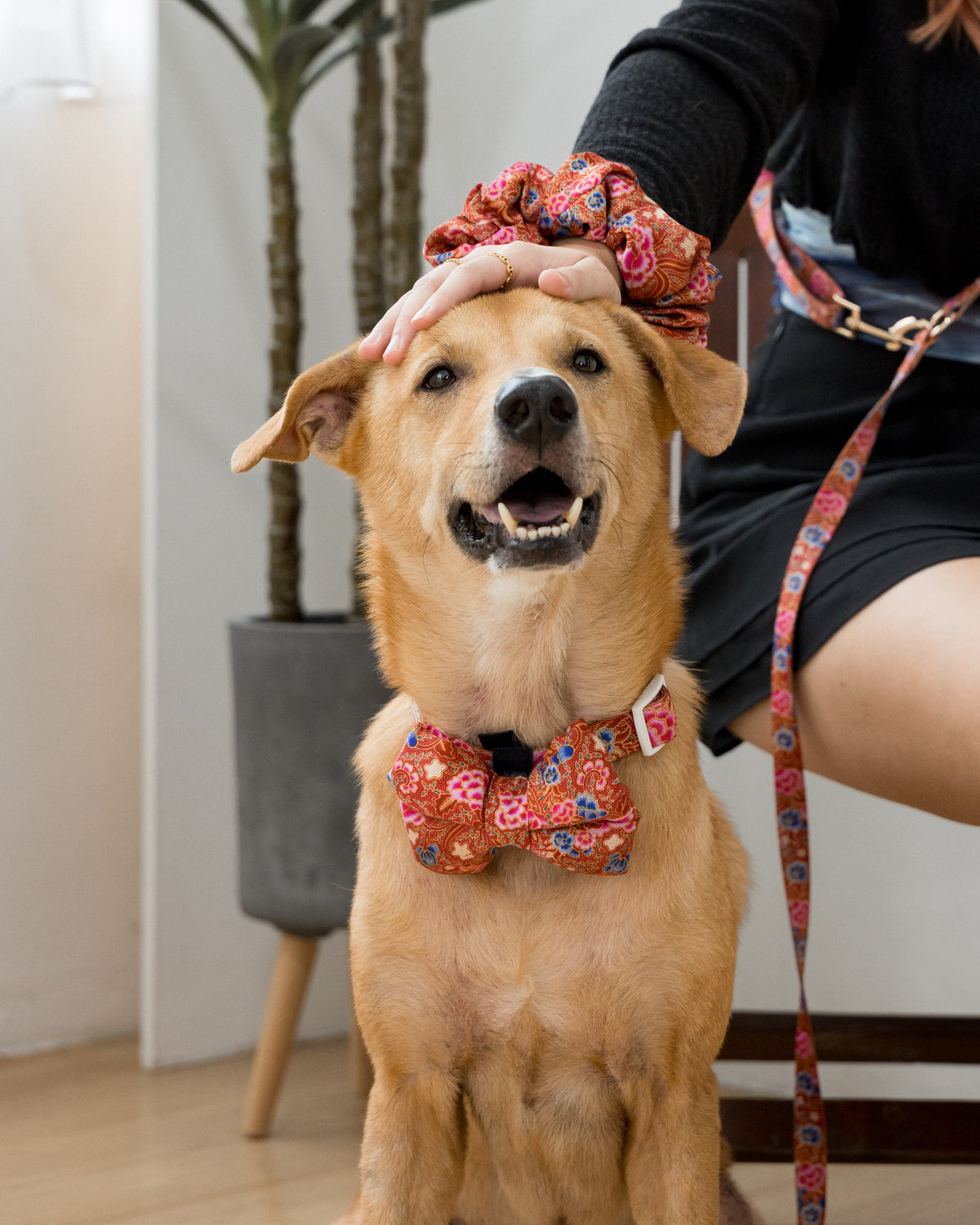 Scarlet Batik coordinated pet accessories with a red batik-inspired design