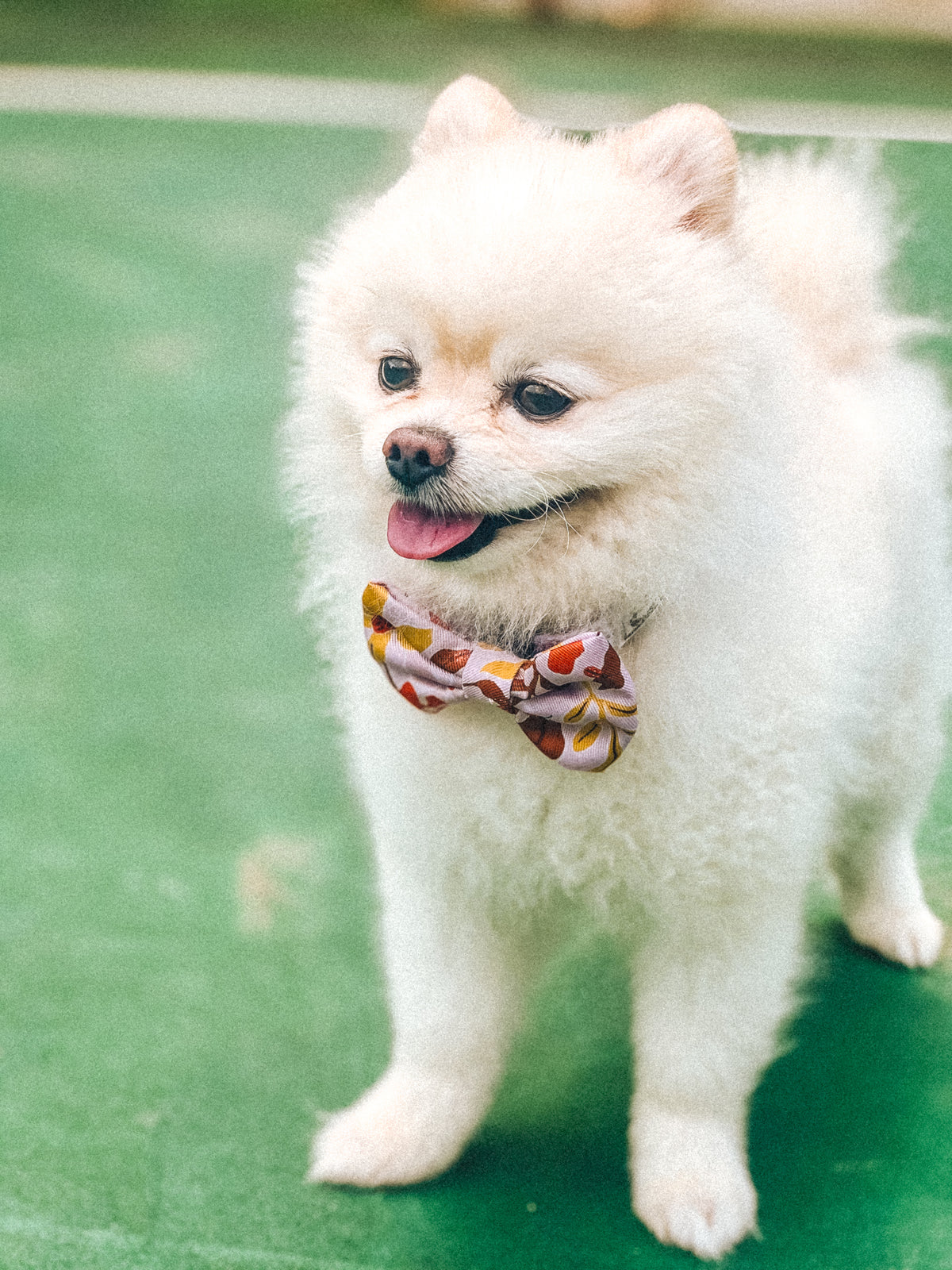 Summer Lurving Bow Tie – decorative pet bow in a tropical-inspired print