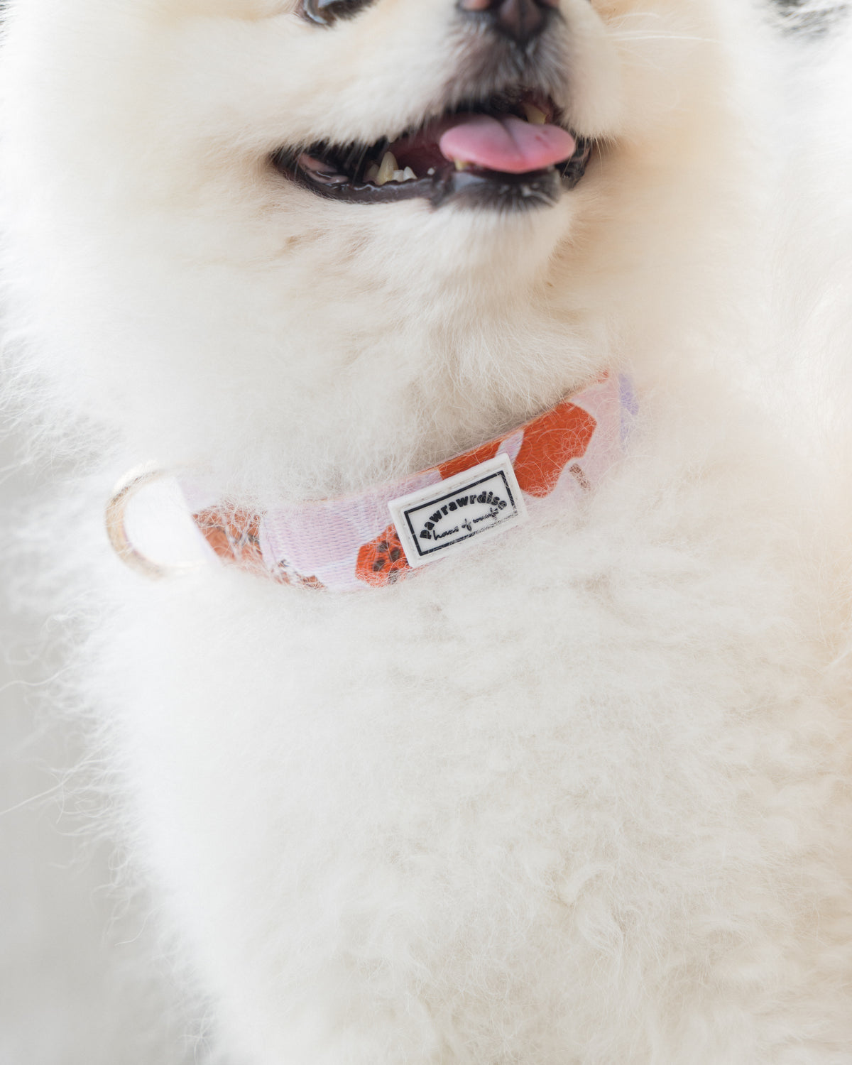 Summer Lurving Dog Collar – adjustable dog collar with D-ring and tropical-inspired print