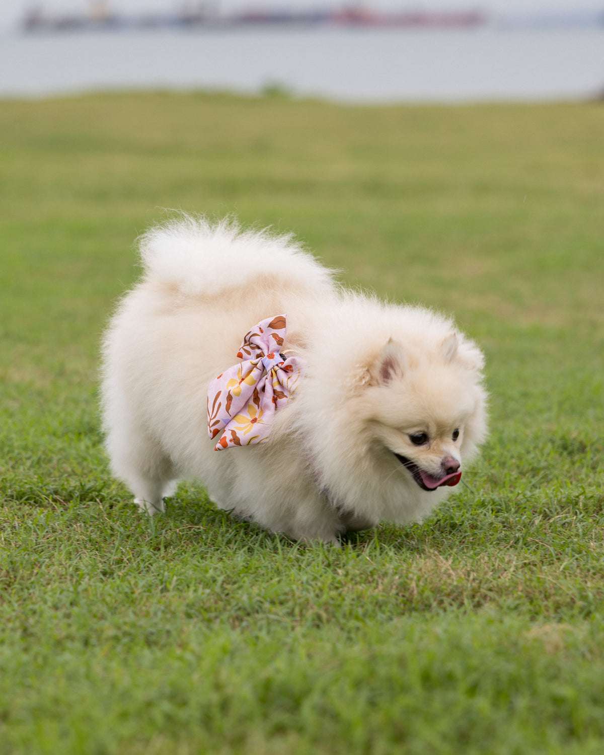 Summer Lurving Sailor Bow – decorative pet bow in a tropical-inspired print