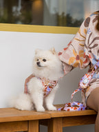 Small white dog wearing a colourful harness sitting on a wooden chair with a person next to it.