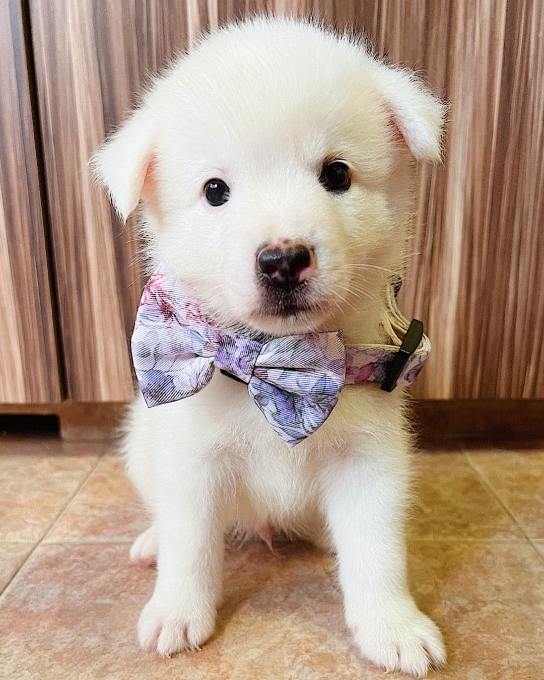Whimsical Floral Bow: decorative pet bow in lavender-and-blush floral print